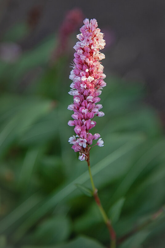 Раковые шейки. - Лилия * Раковые шейки. - Лилия *