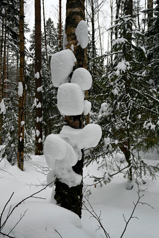 Подлип на берёзе. - ВикТор Быстров