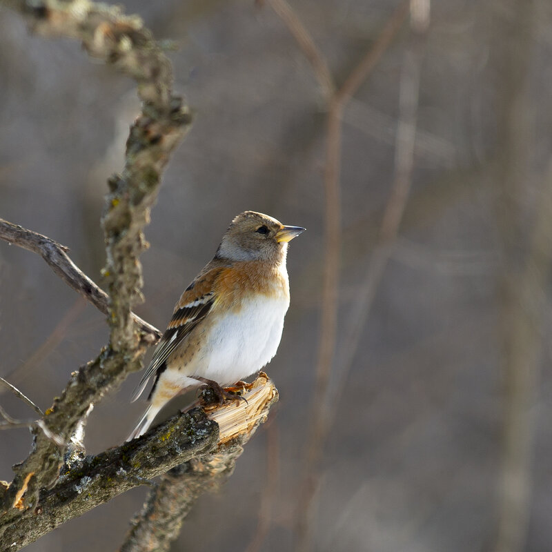 Вьюрок - Валерий Черняк