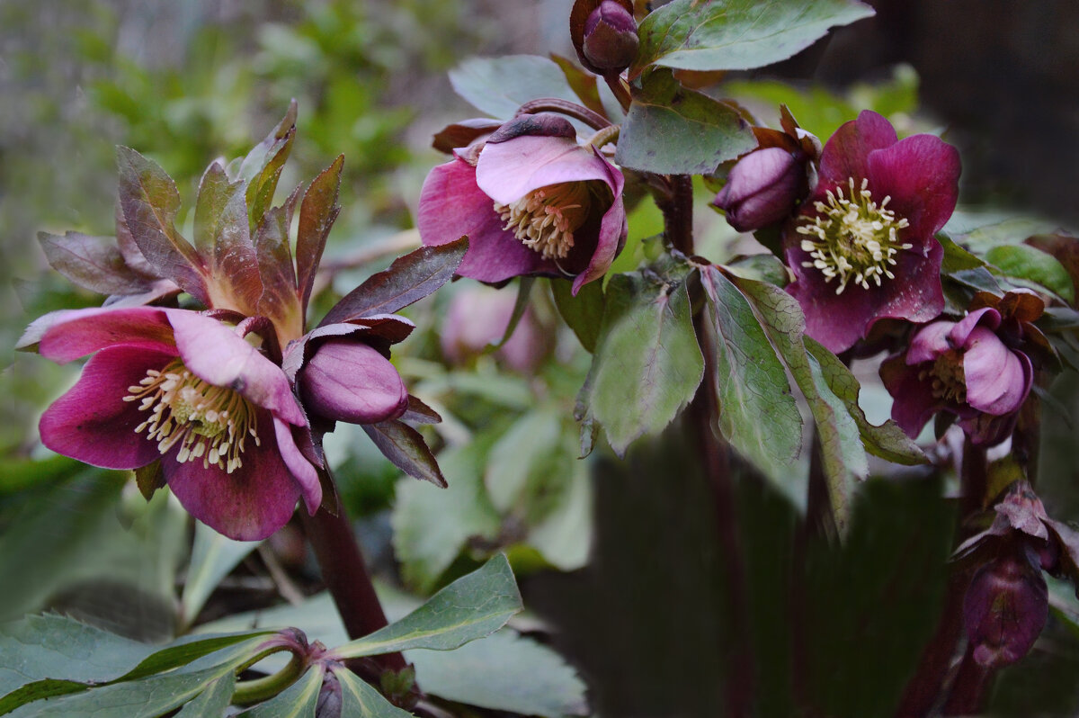 Первый день весны...Морозник - Надежда Куркина 