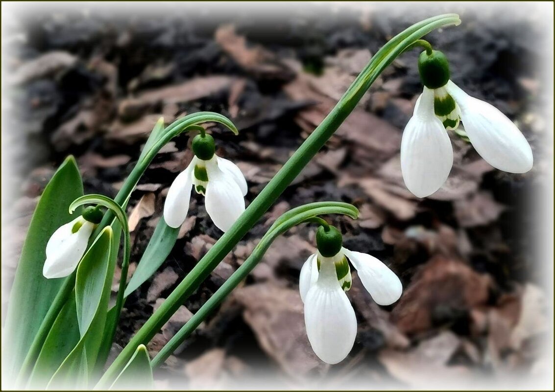 Подснежники - Елена Сухорученкова