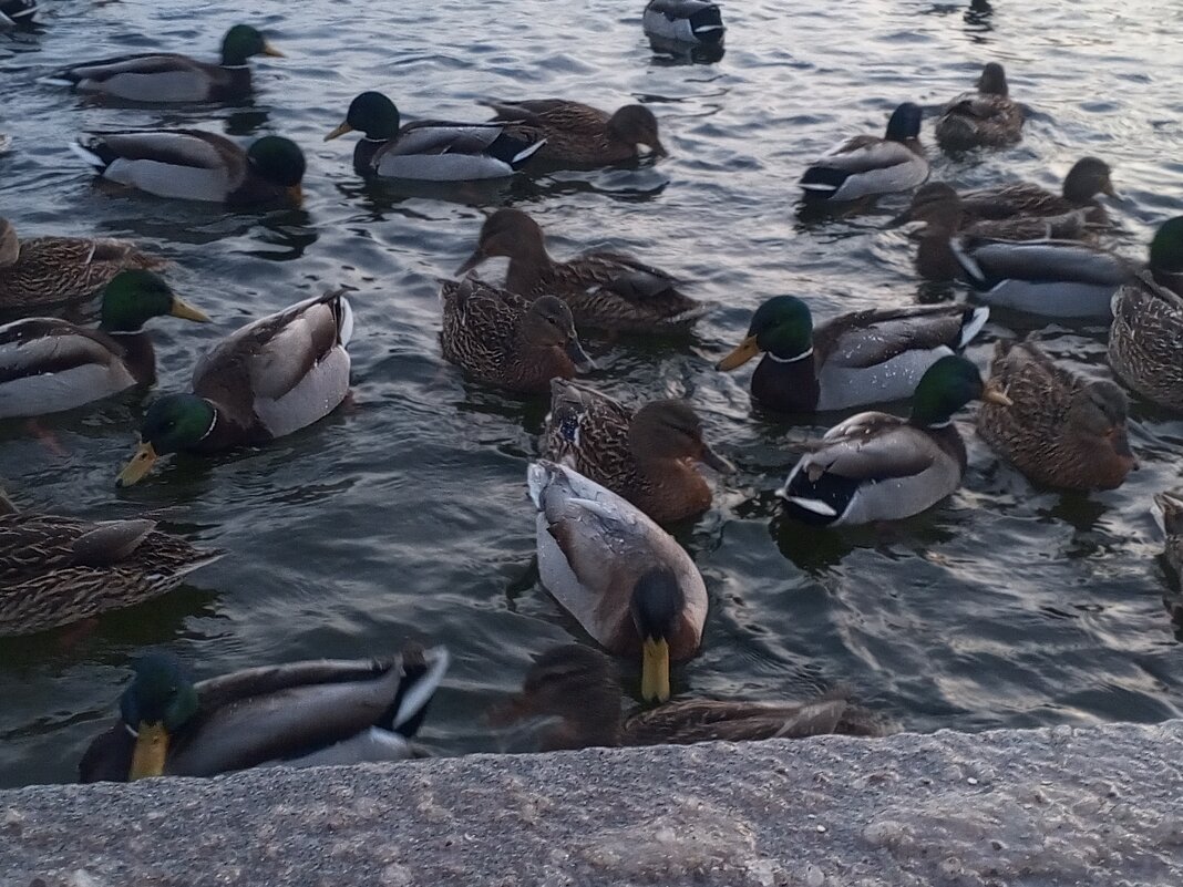 Утки - Сапсан 