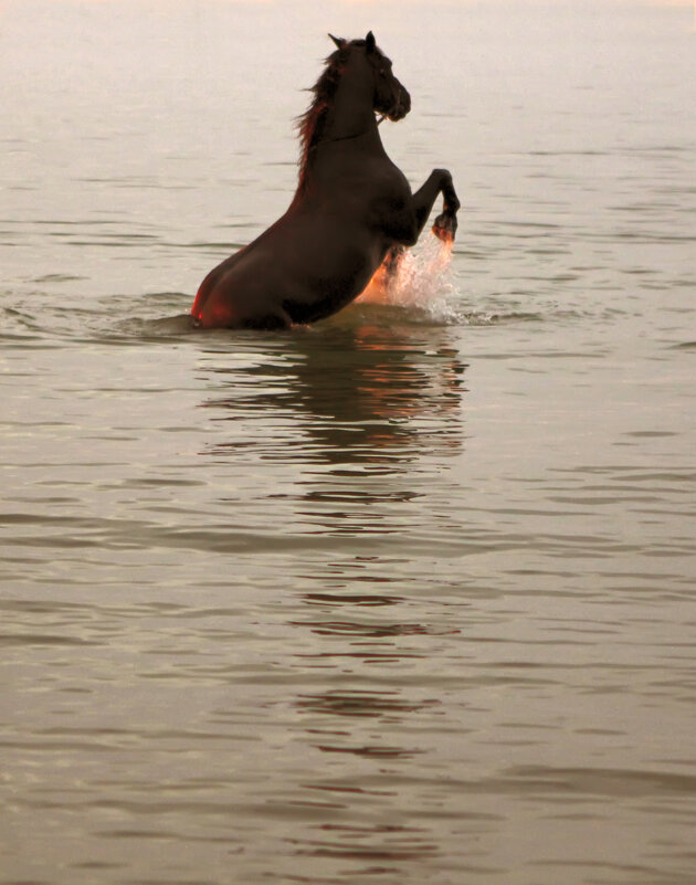 Солнце под копытами - Valziwa Солнце под копытами - Valziwa
