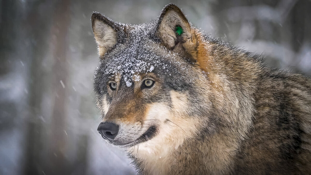 Волк - Aleksey Afonin