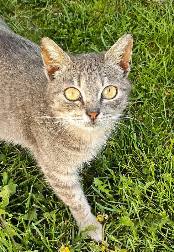 Муська - Валерий Судачок