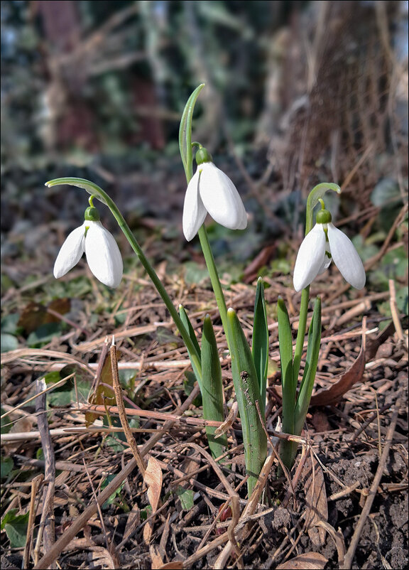 1 марта - Федор Кобец