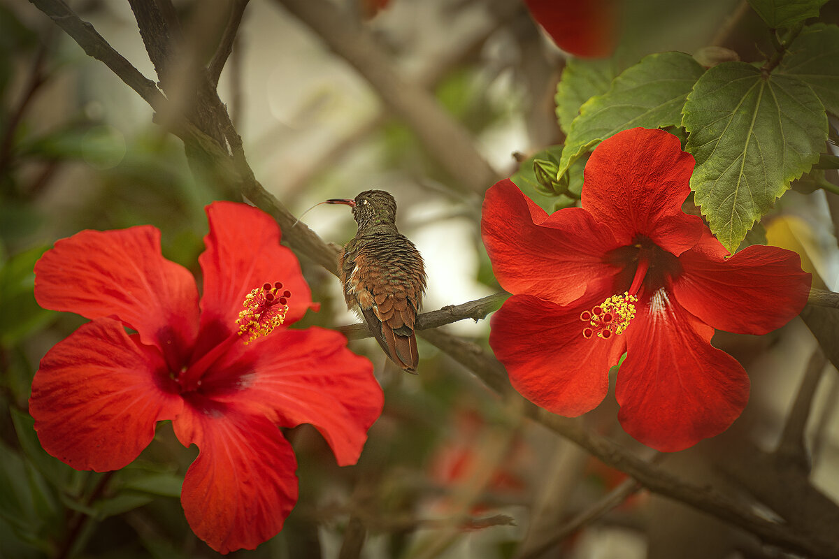 Колибри Родописуса веспер. Перу. - Svetlana Galvez Колибри Родописуса веспер. Перу. - Svetlana Galvez