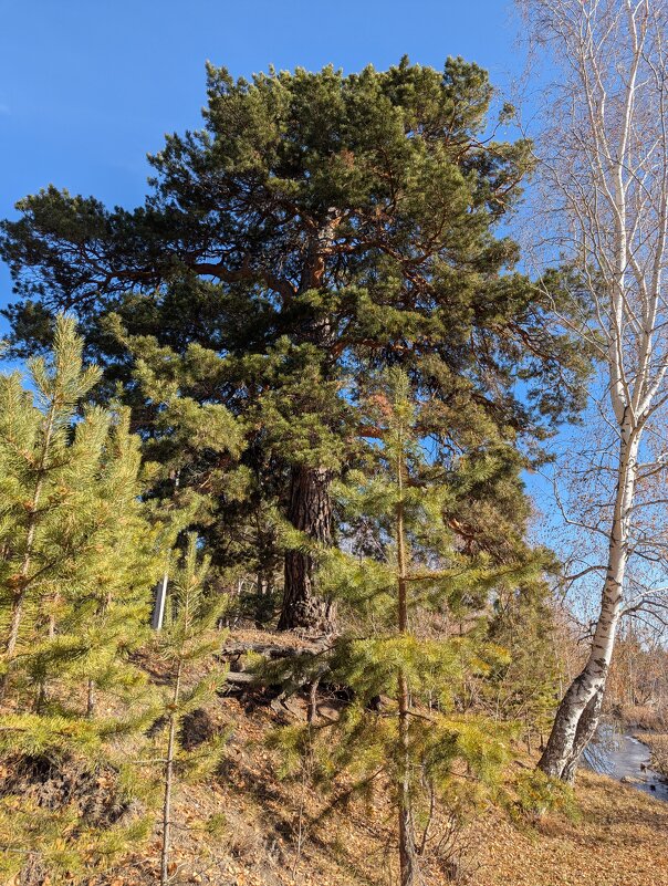 Столетняя сосна - Андрей Хлопонин Столетняя сосна - Андрей Хлопонин