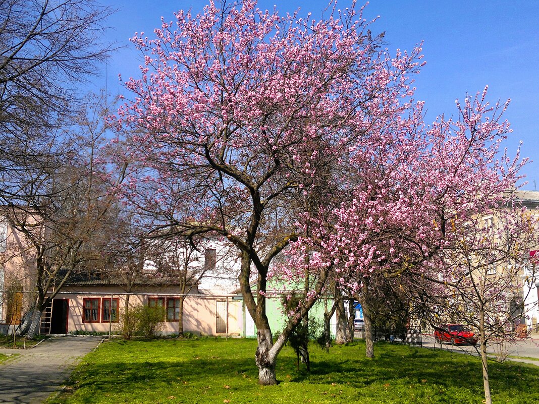 Керчь. Цветение луизеании на улице Советской. - Пётр Чернега