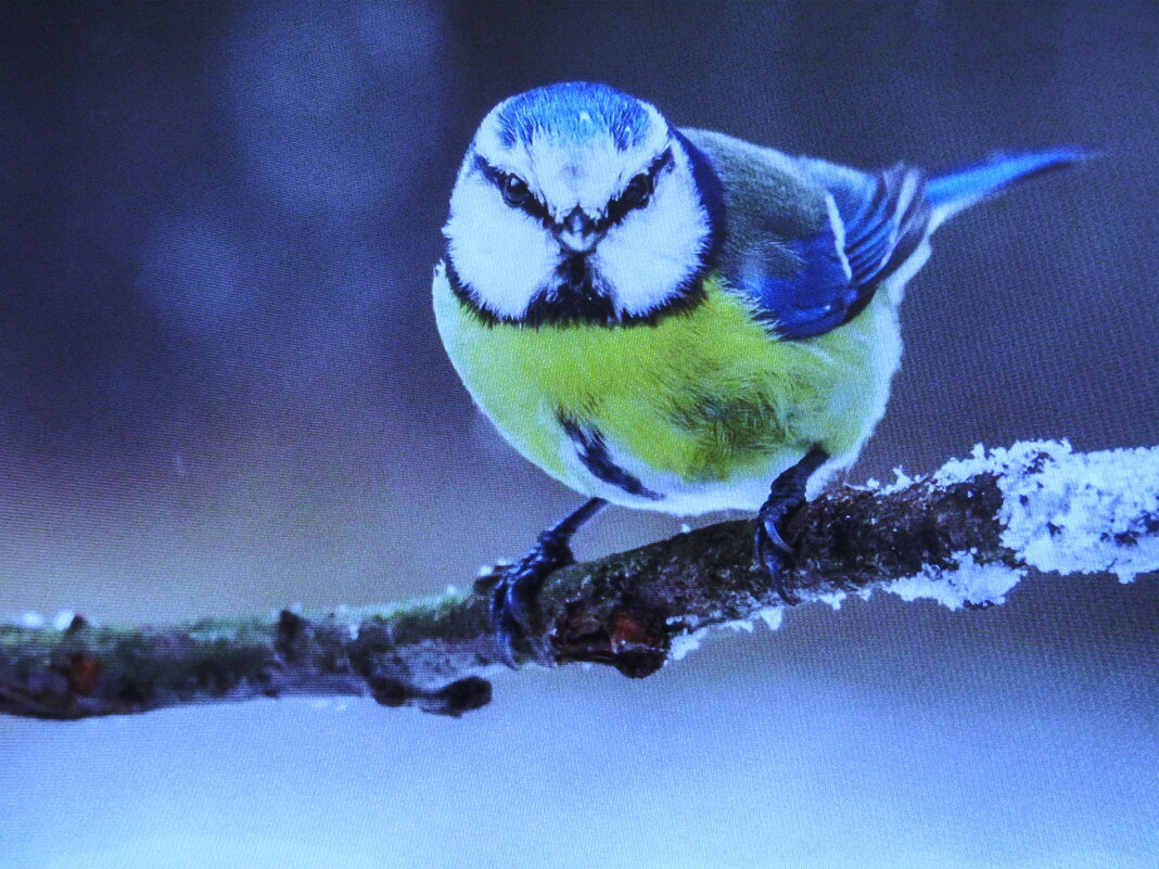 Красотка прилетела - Людмила Смородинская Красотка прилетела - Людмила Смородинская