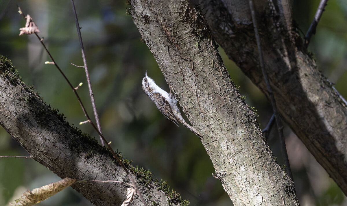 пищуха - юрий макаров