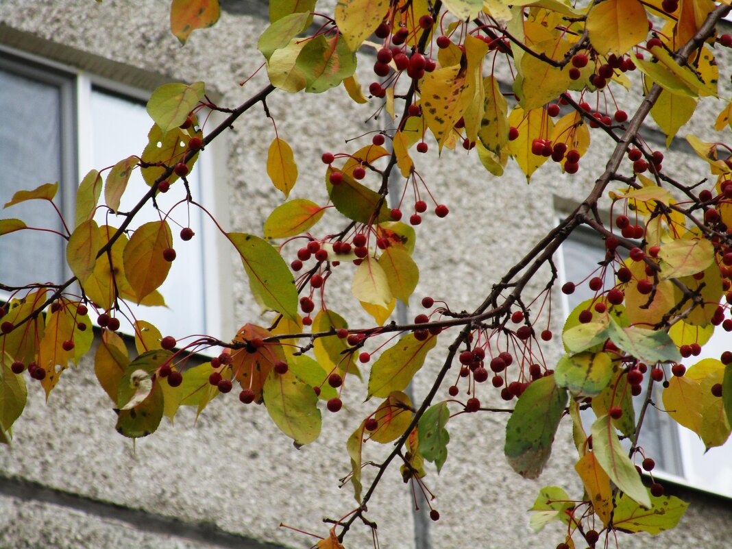 ......... - Елена Шаламова ......... - Елена Шаламова