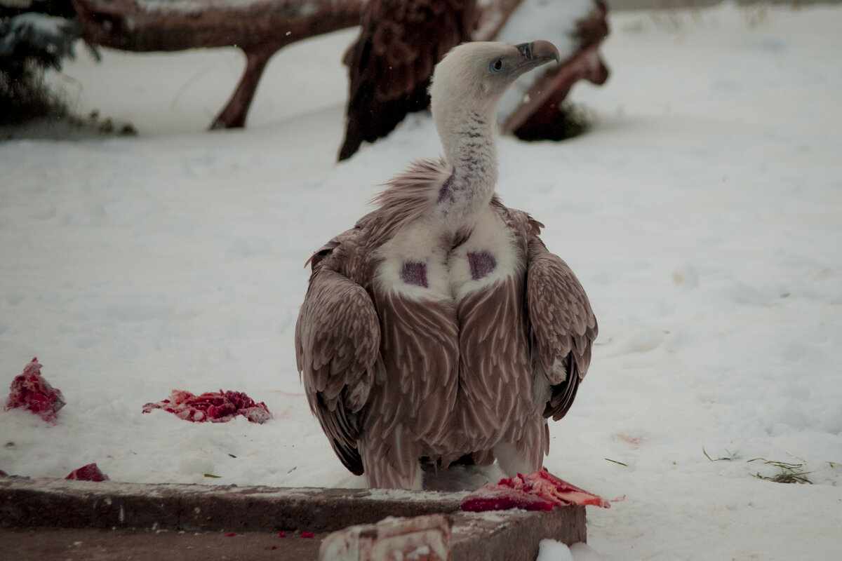 Снежный Гриф - Владимир Максимов