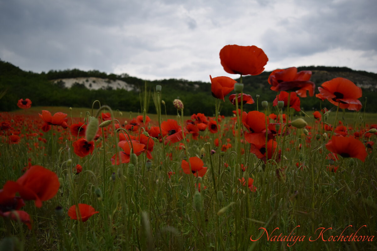 Природа Крыма - Amazing Cosmea Природа Крыма - Amazing Cosmea