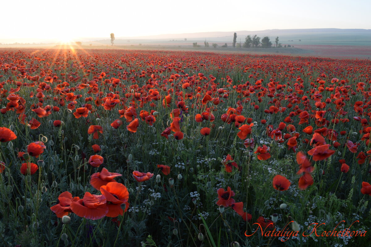 Природа Крыма - Amazing Cosmea Природа Крыма - Amazing Cosmea