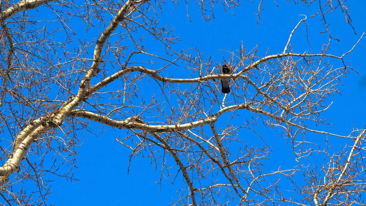 ***** - юрий поляков ***** - юрий поляков