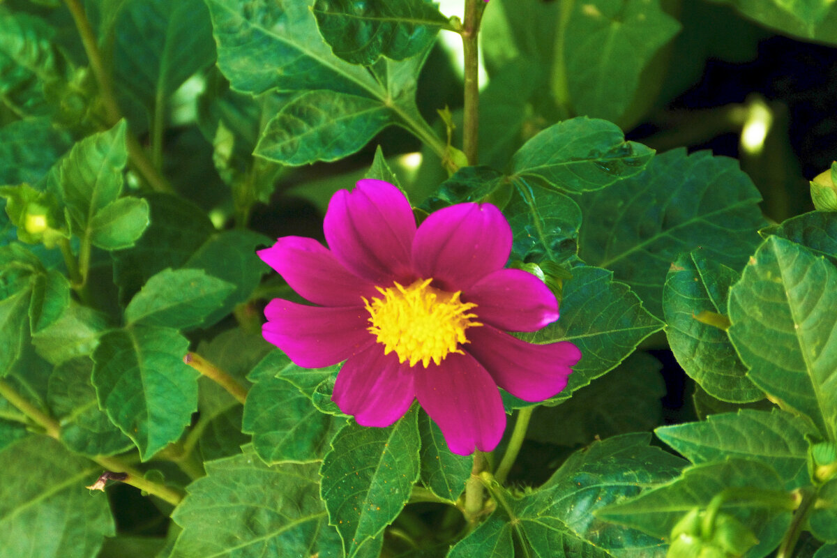 Пурпурная георгина - Валентин Семчишин Пурпурная георгина - Валентин Семчишин