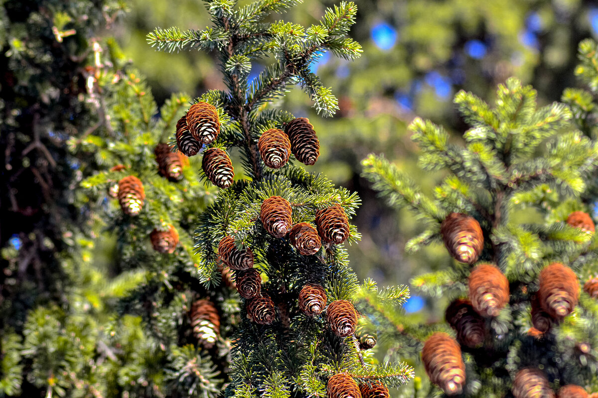 Природа в солнечный день. - Михаил Курзанцев