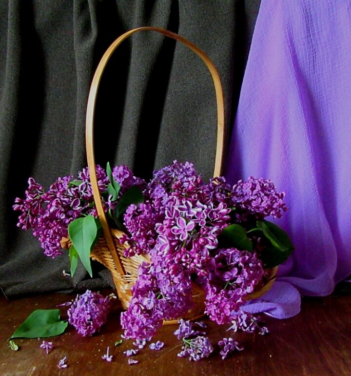 Сиреневый "водопад..." - Галина Кузьмина Сиреневый "водопад..." - Галина Кузьмина