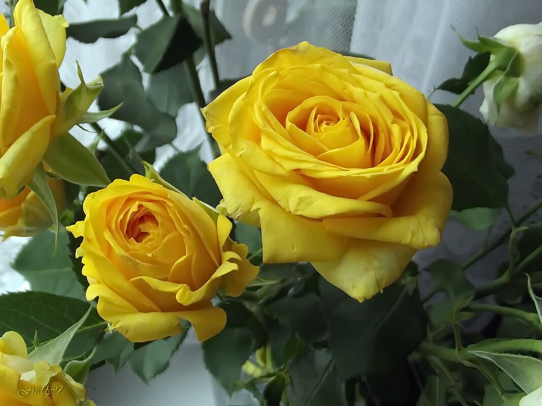 Жёлтые розы - Freddy 97