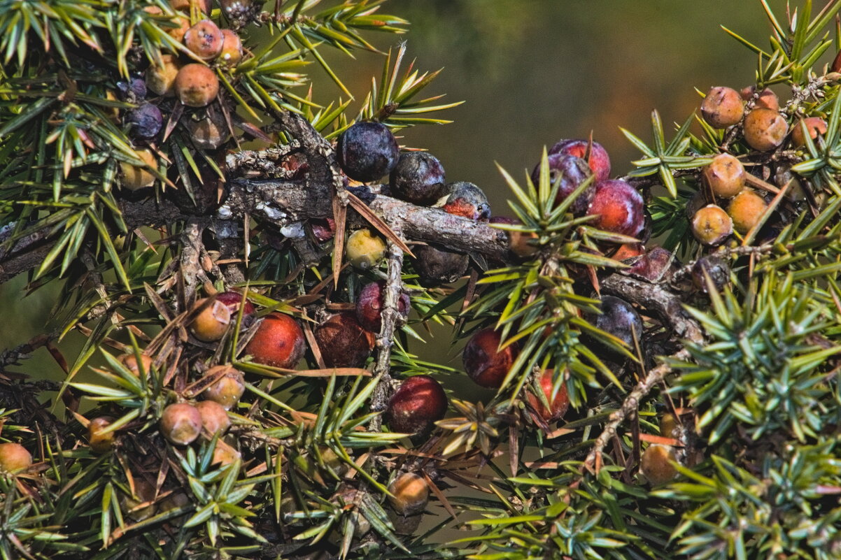Можевельник. - Giant Tao /