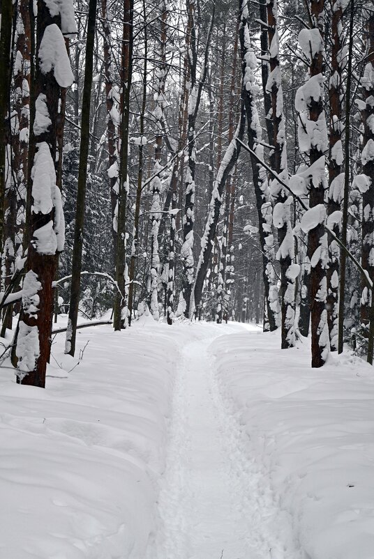 Сосны в подлипе. - ВикТор Быстров