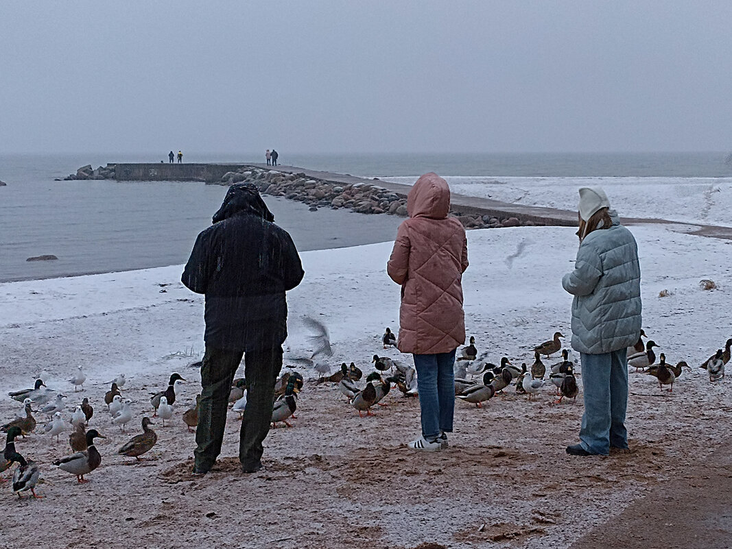 Вечереет. Люди пришли покормить птиц. - Лилия *
