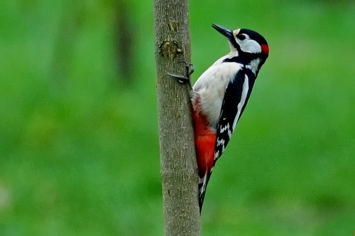 И вот она Весна... - Николай Саржанов