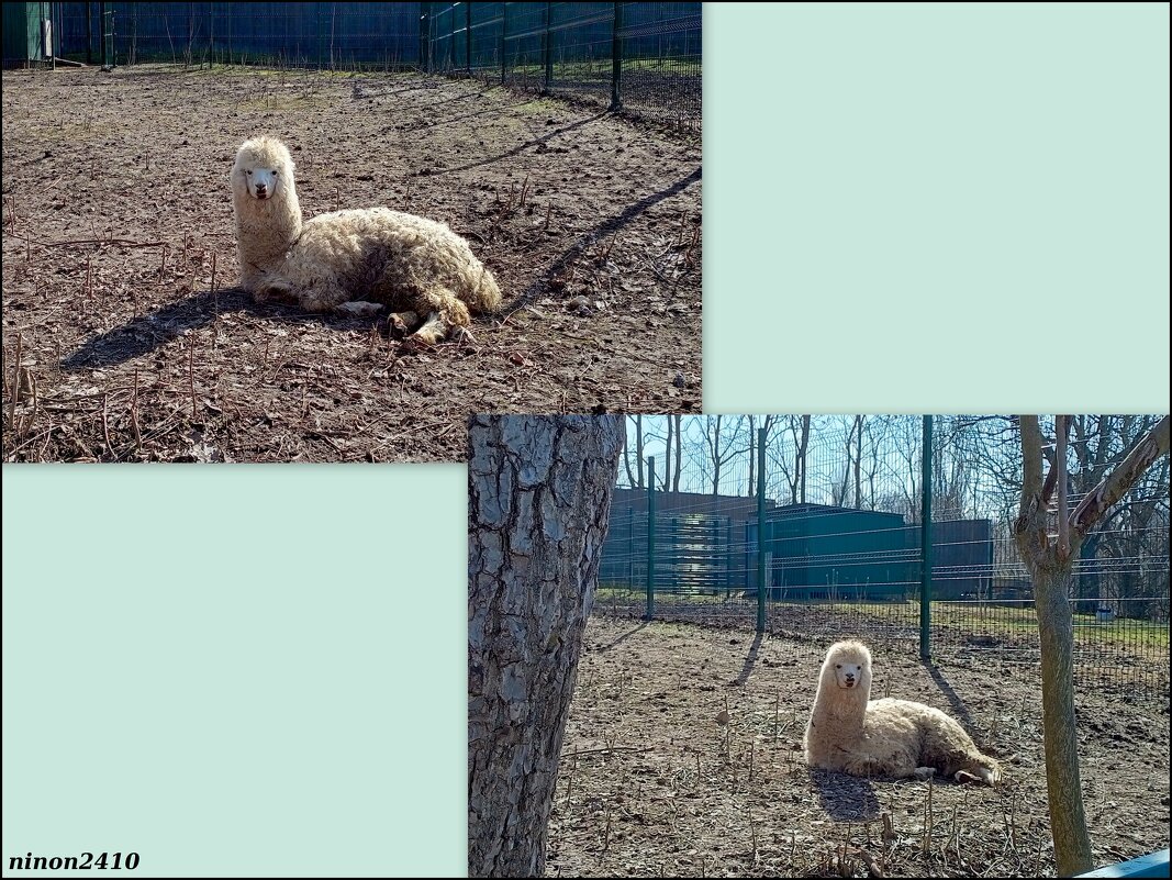 Март в ростовском зоопарке - Нина Бутко Март в ростовском зоопарке - Нина Бутко