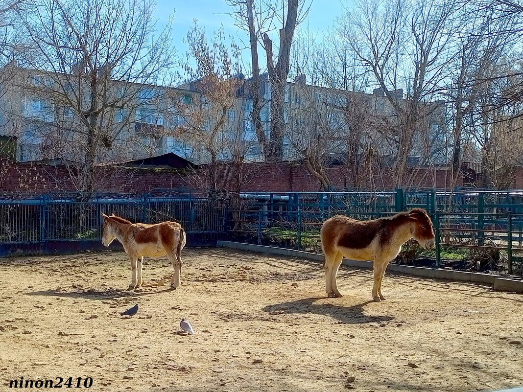 Март в ростовском зоопарке - Нина Бутко Март в ростовском зоопарке - Нина Бутко
