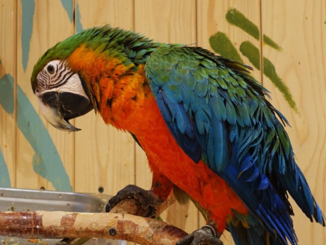 Почему одни овощи? Любимых орехов не положили.. - Aida10 Почему одни овощи? Любимых орехов не положили.. - Aida10