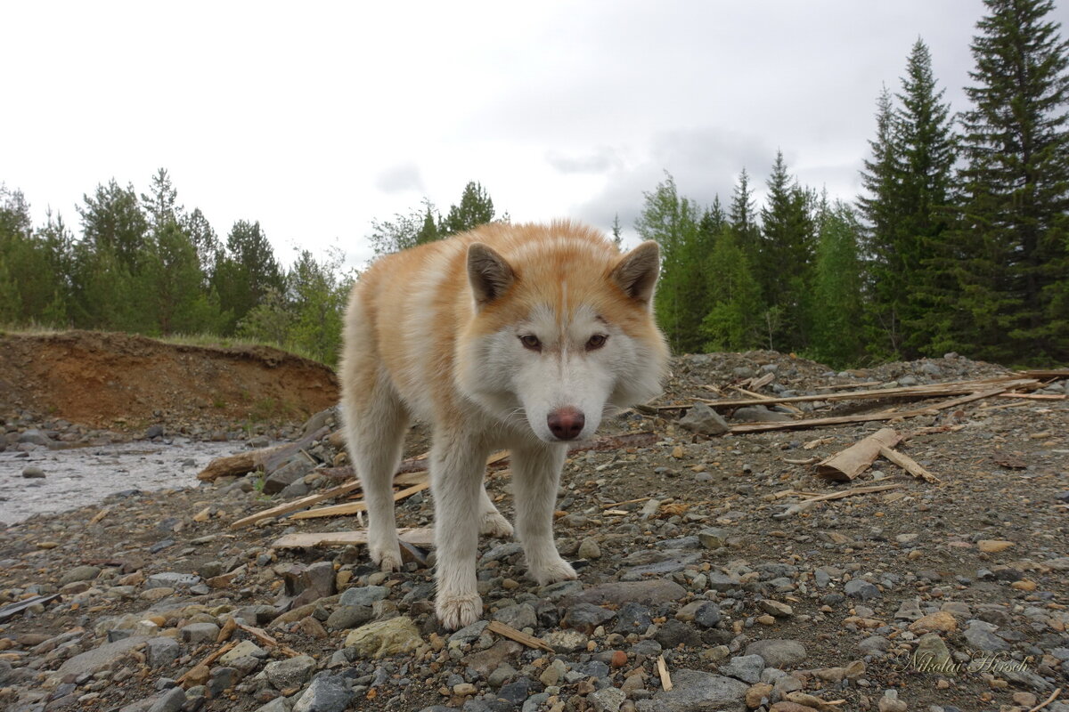 Поехали уже... - Николай Гирш Поехали уже... - Николай Гирш