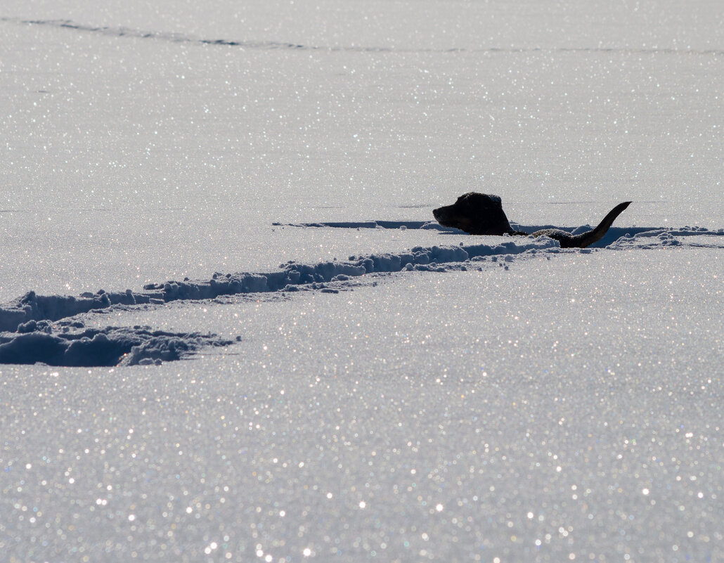 Такса в сугробах. - Андрей Андрианов