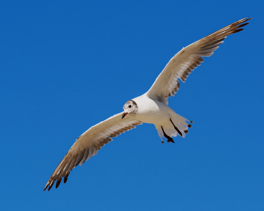 Выпускаем закрылки - Евгений Седов