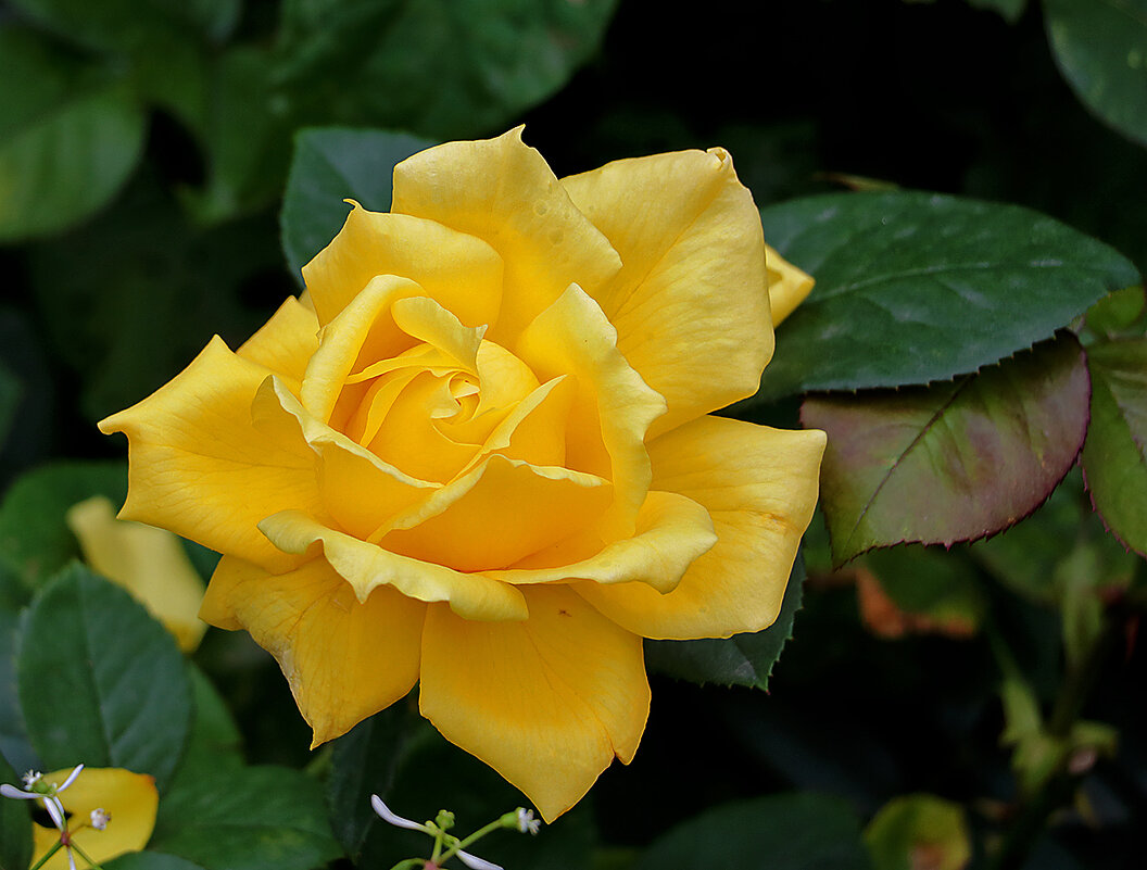 Золото сентября - Светлана Золото сентября - Светлана