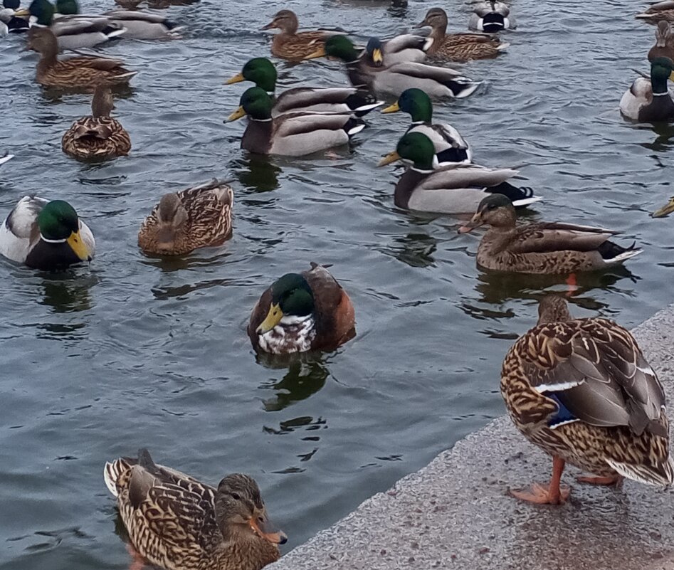 Утки - Сапсан 