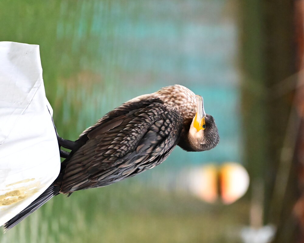 Баклан - Светлана Ивановна Баклан - Светлана Ивановна