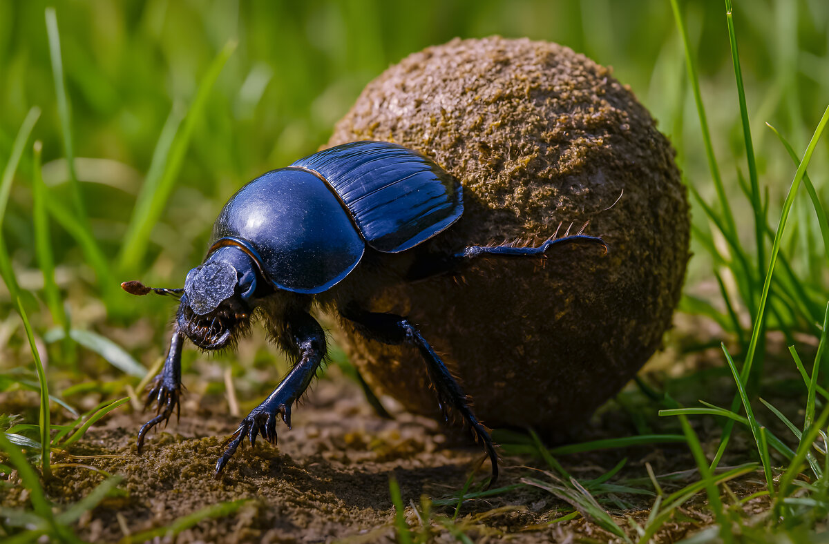 Жук навозник - Aleksey Afonin