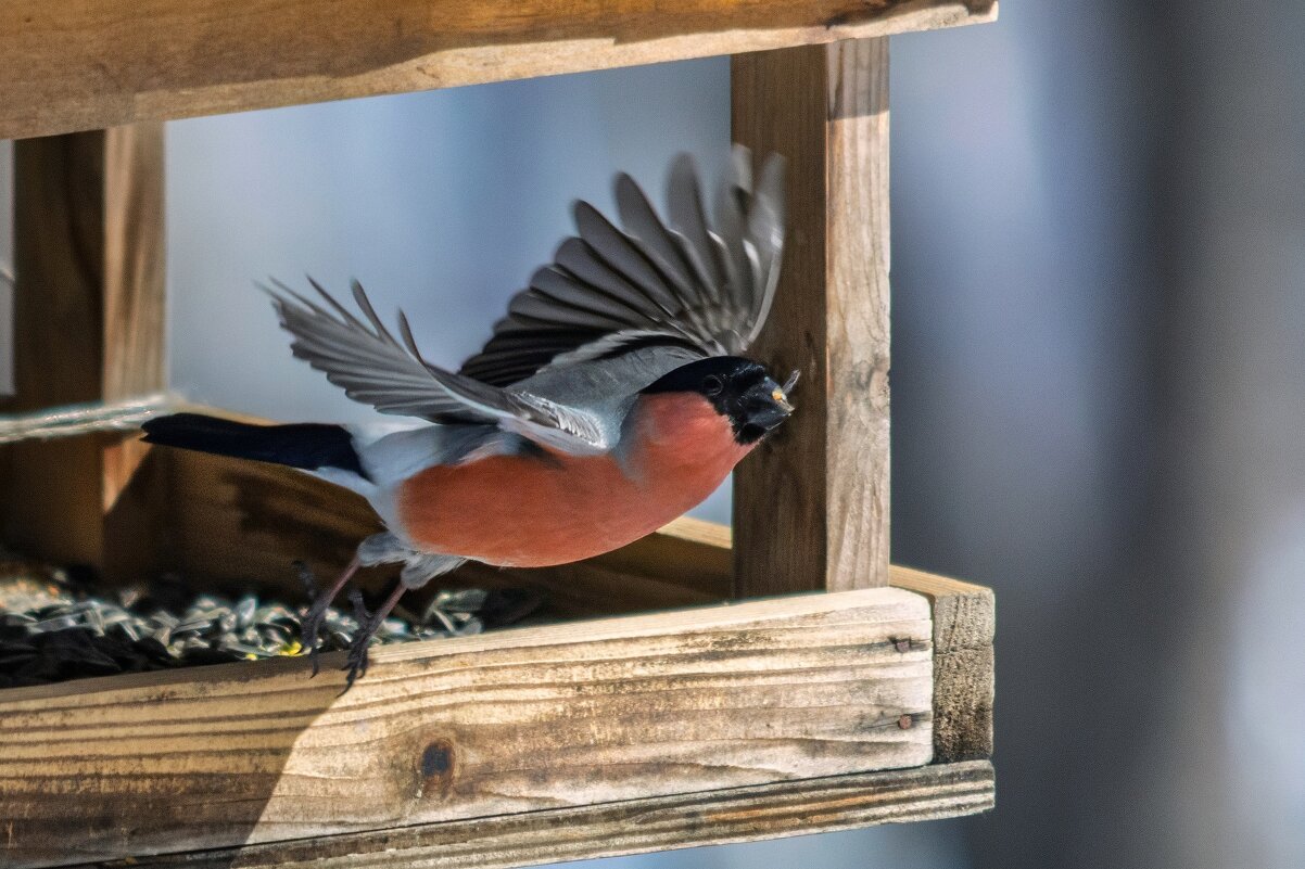*** - Виктор Иванович Чернюк