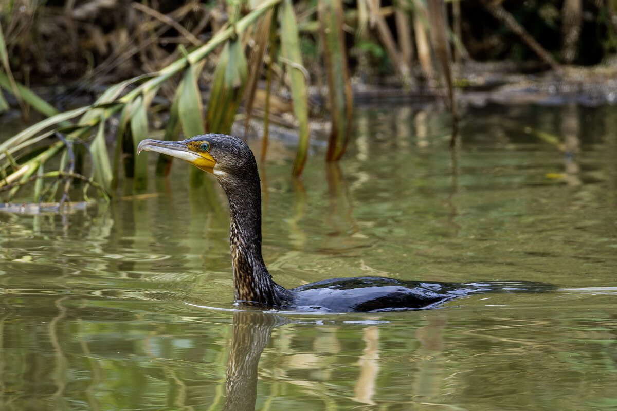 Большой черный баклан. - Alexander Amromin