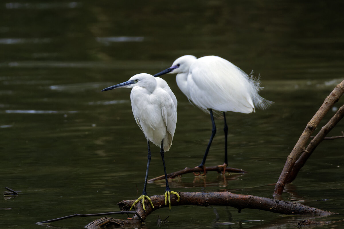 Близнецы. - Alexander Amromin Близнецы. - Alexander Amromin
