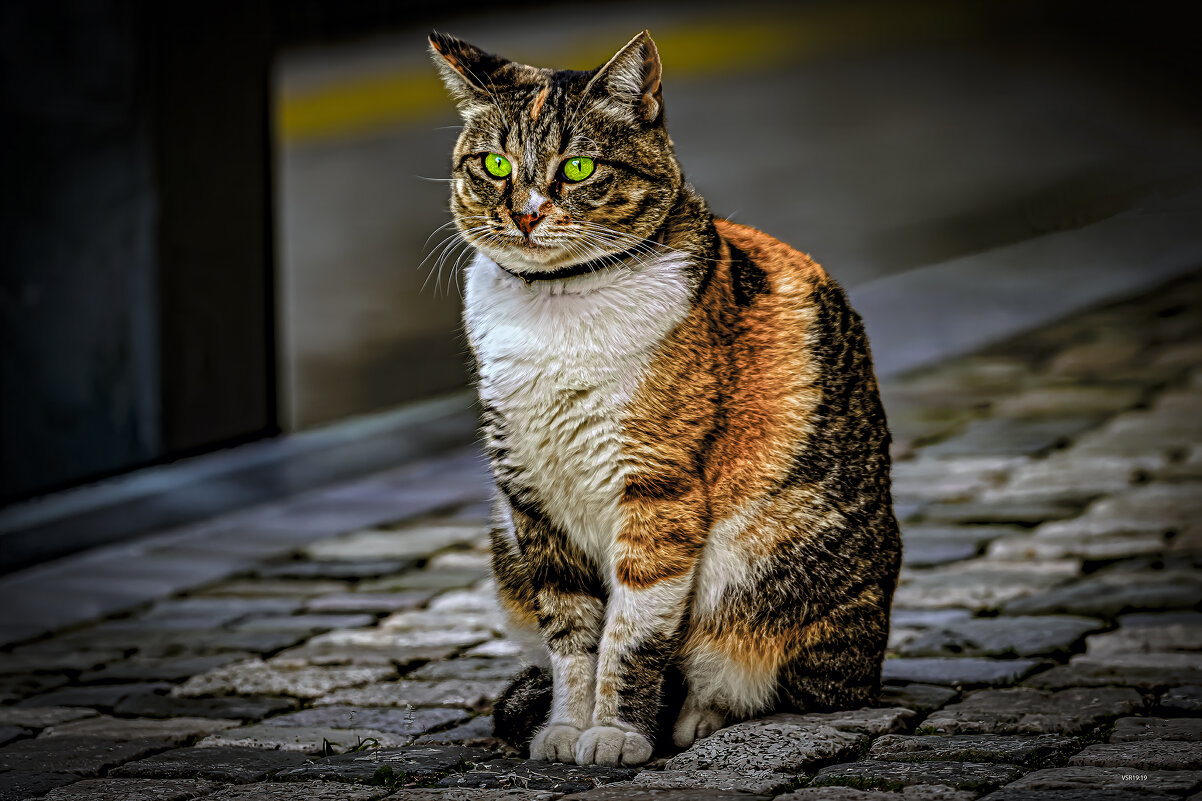 Gorgeous - Shmual & Vika Retro