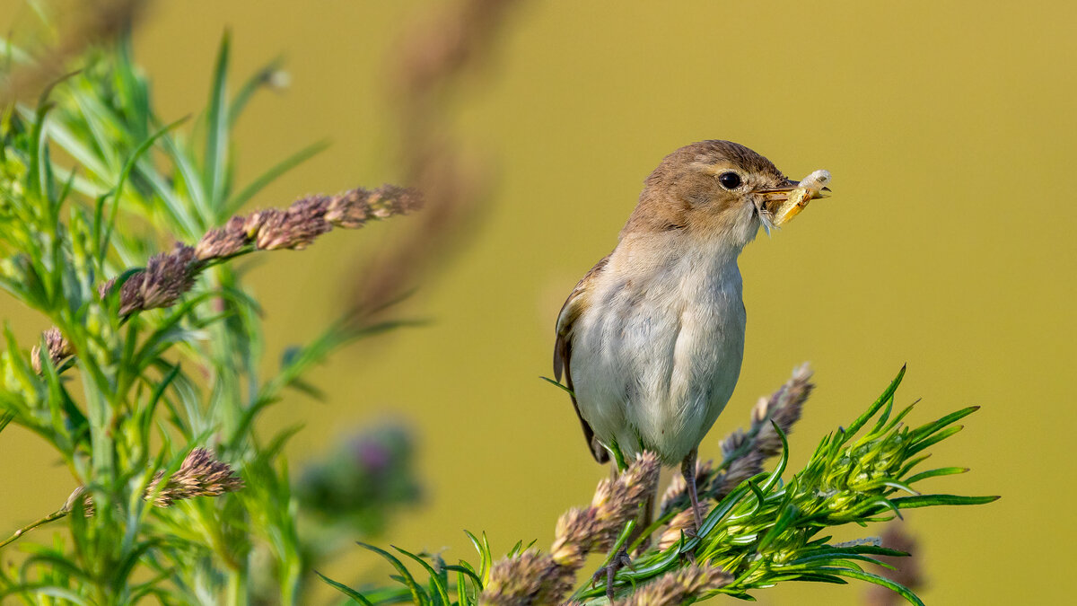 С добычей - Владимир Лазарев