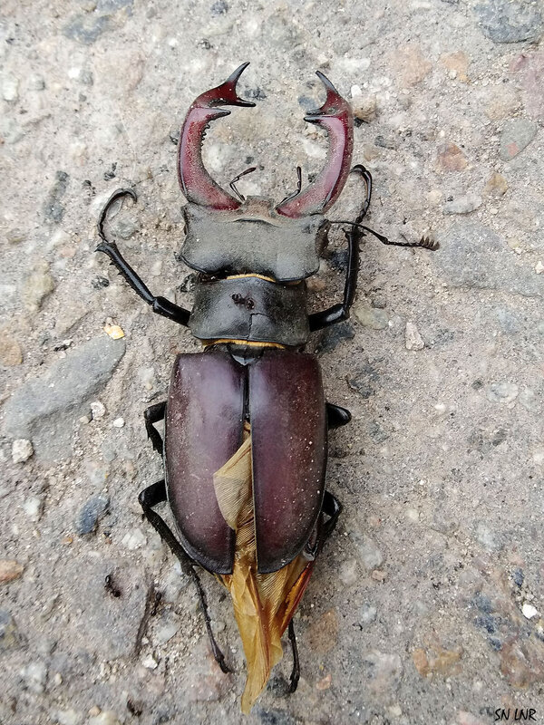 жук - Наталья (ShadeNataly) Мельник