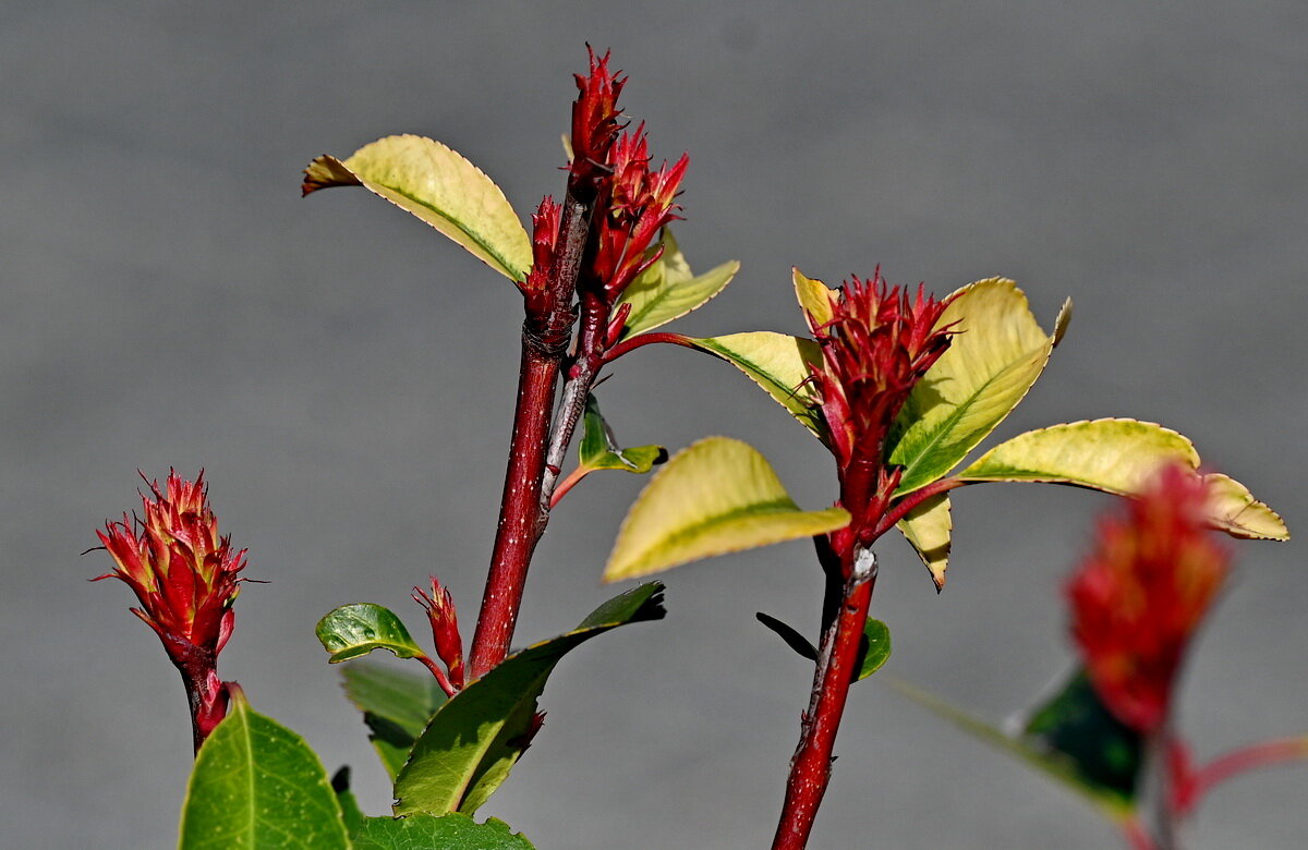Весна пришла... - Николай Саржанов