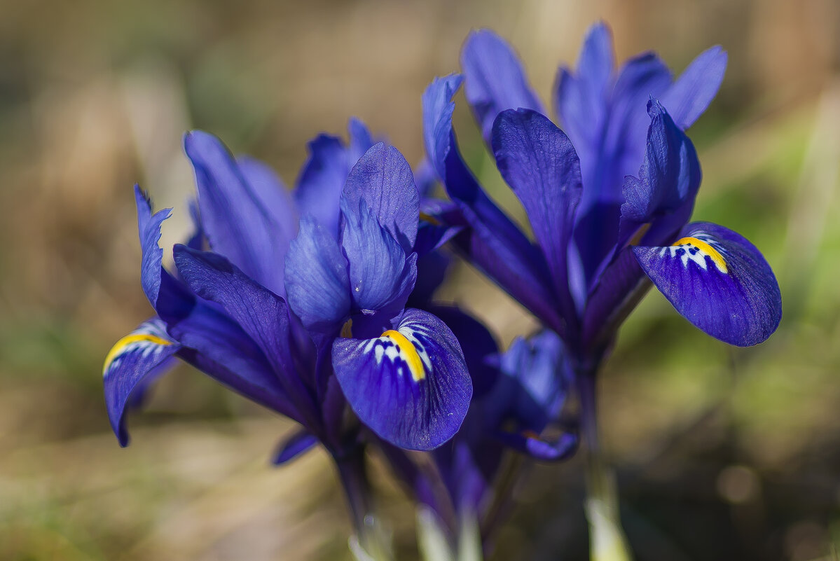 Весенние первоцветы. - Sergey (Apg)