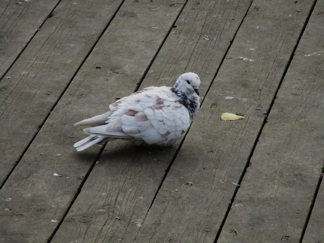 .......... - Елена Шаламова