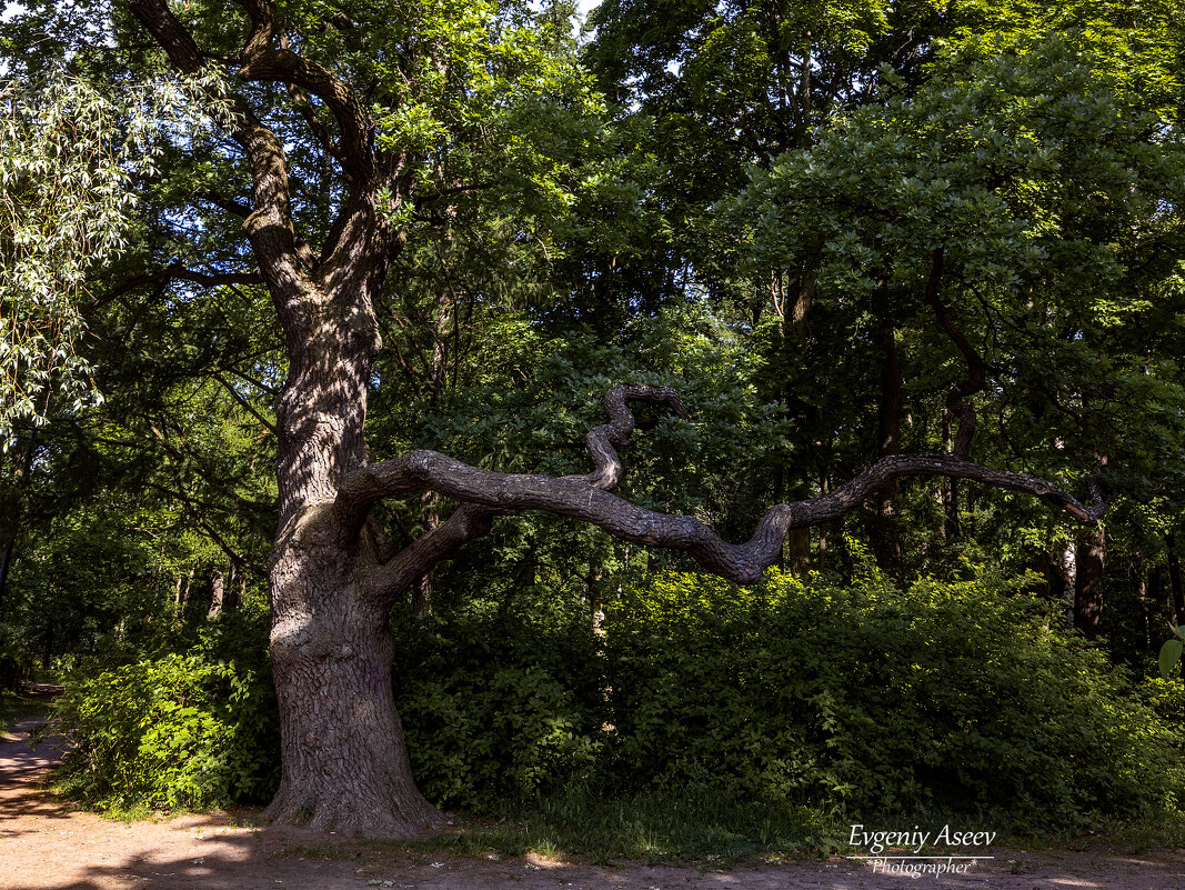 Из жизни деревьев - Евгений 
