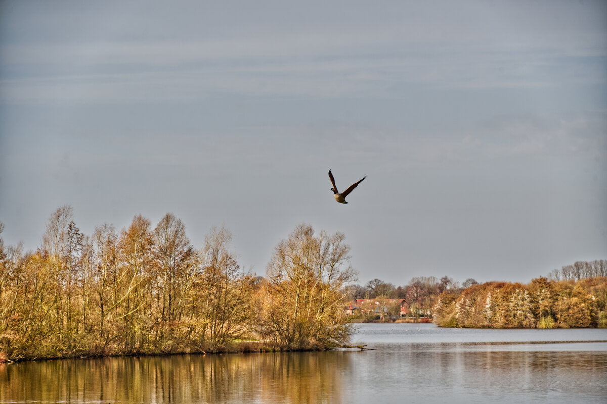 (°-°) - Jakob Dick