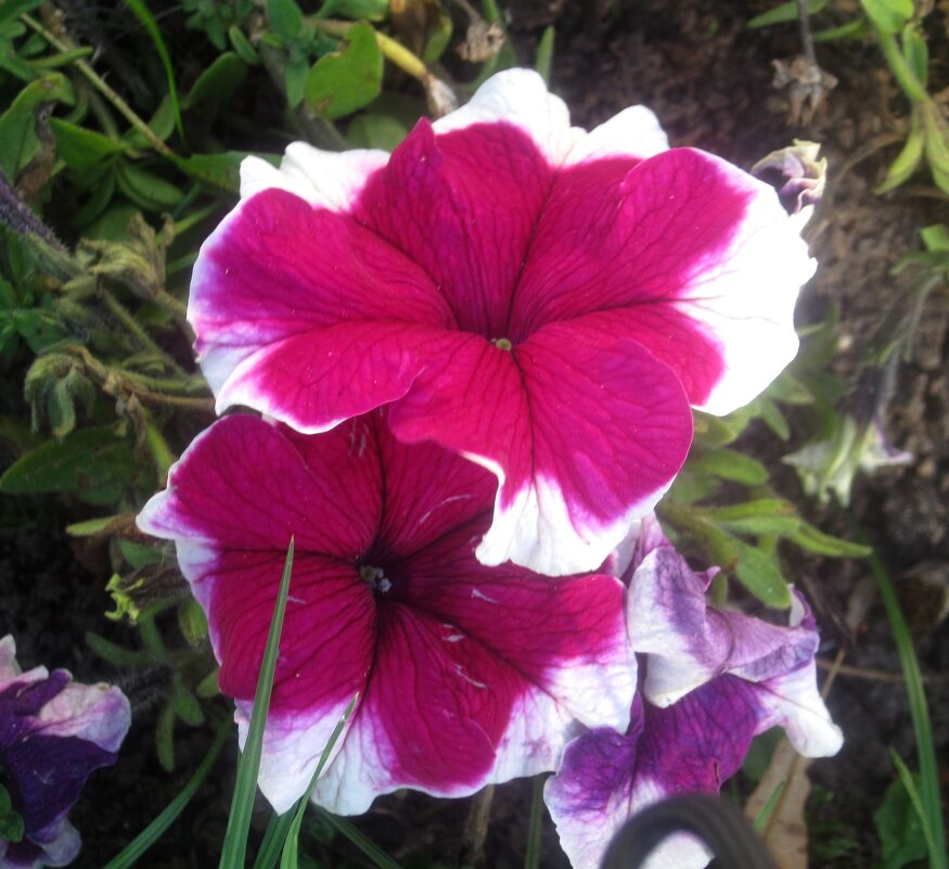 Петуньи - Елена Семигина